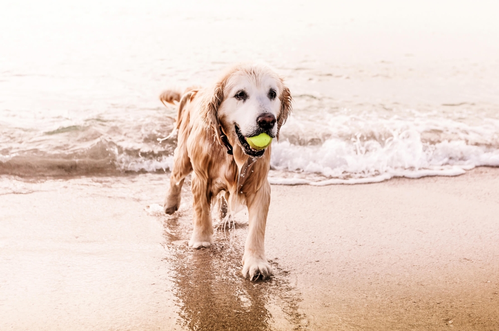 Dog with ball