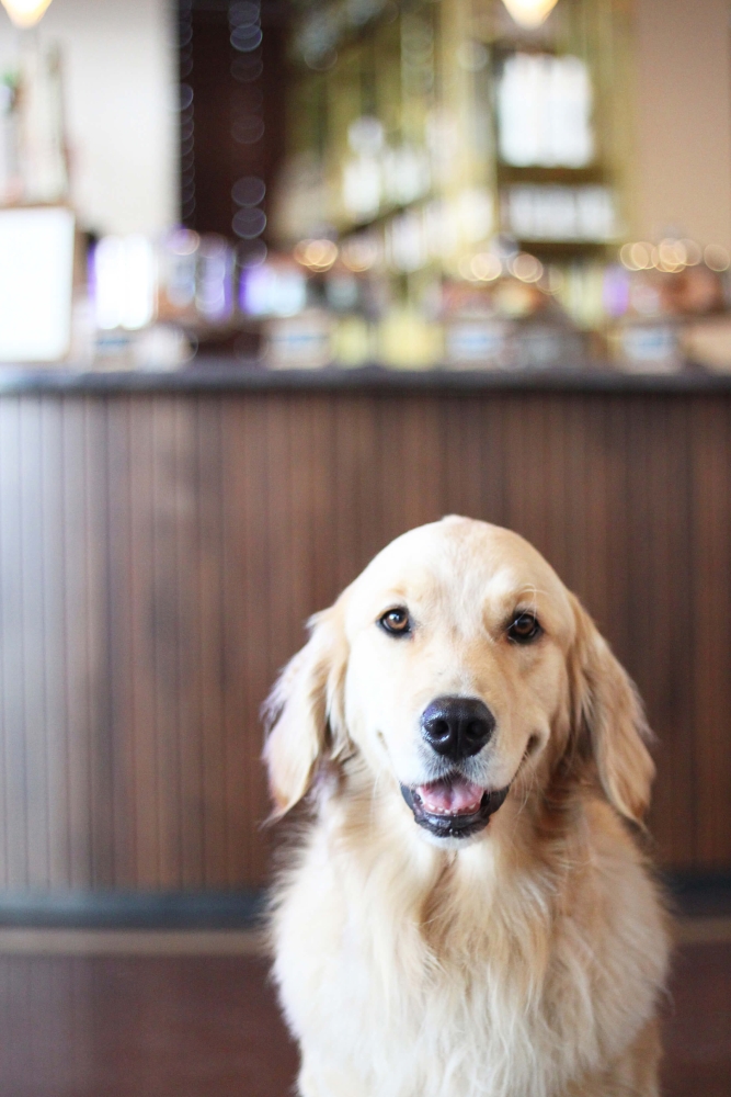 Dog