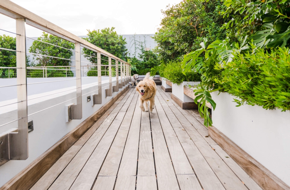 Dog walking down a wooden path