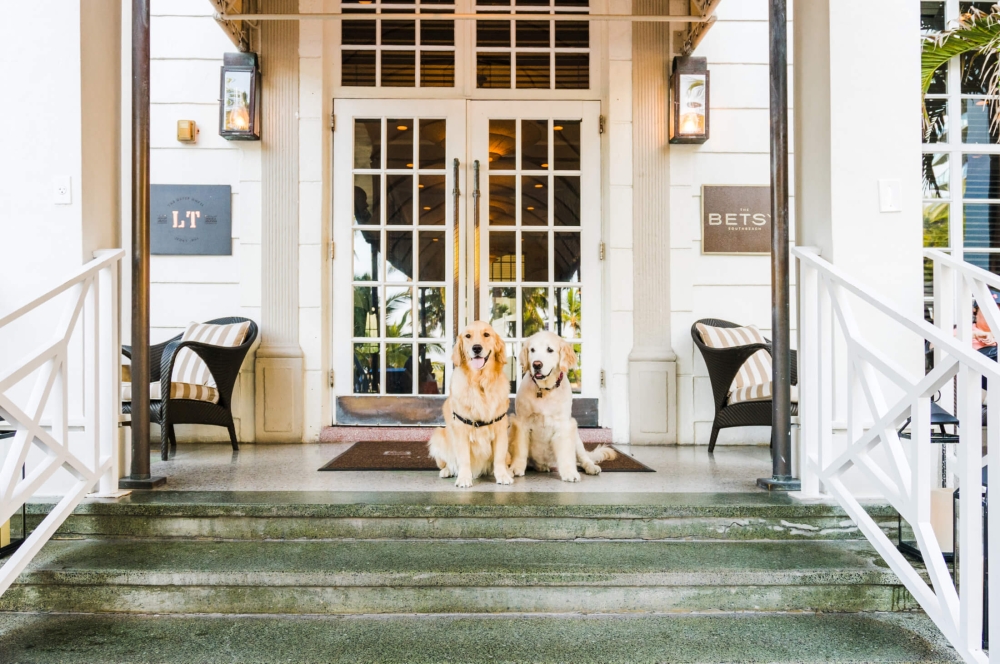 Two dogs sitting on the steps of The betsy